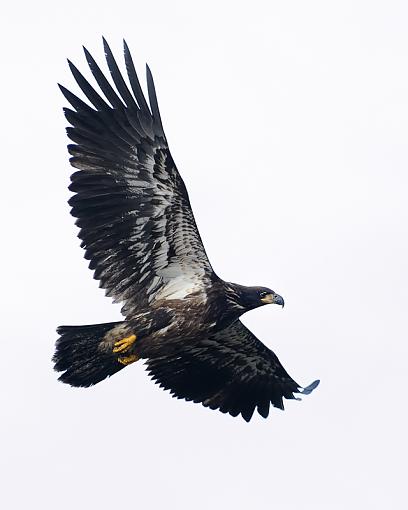 Juvy Bald Eagle-juvy-bald-eagle-boundary-bay_1130.jpg