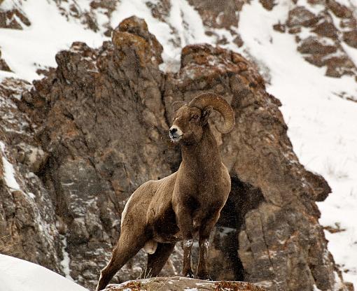 Big Horn Sheep-003_edited-1.jpg