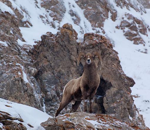 Big Horn Sheep-004_edited-2.jpg