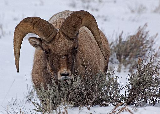 Big Horn Sheep-020_edited-1.jpg