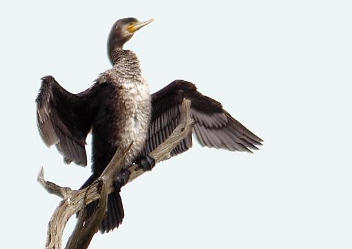 Cormarants-2011_01_02_9178cormorants-02-01-2011flying-swan.jpg