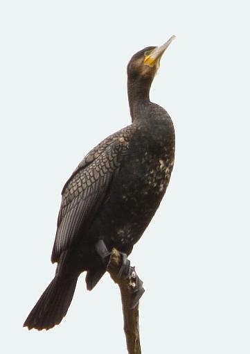 Cormarants-2011_01_02_9097cormorants-02-01-2011cormorant-2.jpg