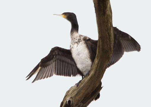 Cormarants-2011_01_02_9cormorants-02-01-2011cormorant-3.jpg