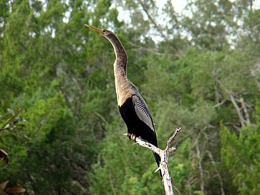 Anhinga-anhinga-1.jpg