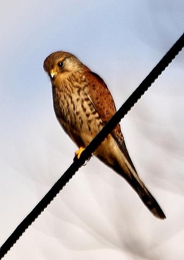 Kestrel-2011_01_09_9258buzzard-100buzzard-100kestrel.jpg