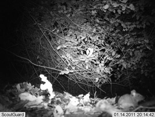 More camera trap pics....-imag0002woodmouse.jpg