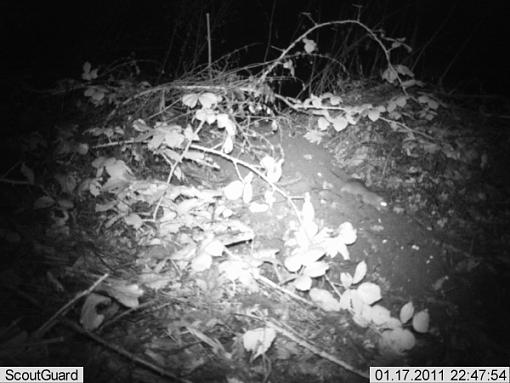 More camera trap pics....-imag0006mouse.jpg