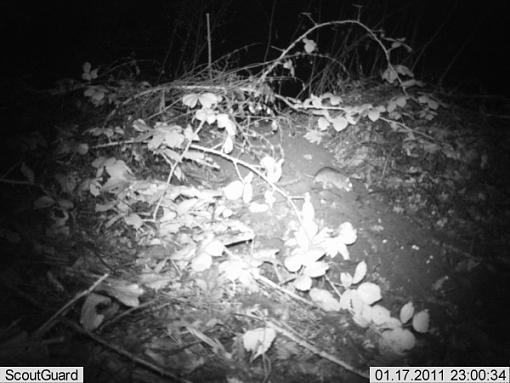 More camera trap pics....-imag0008mouse.jpg