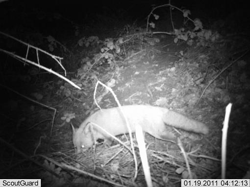 More camera trap pics....-imag0004fox.jpg