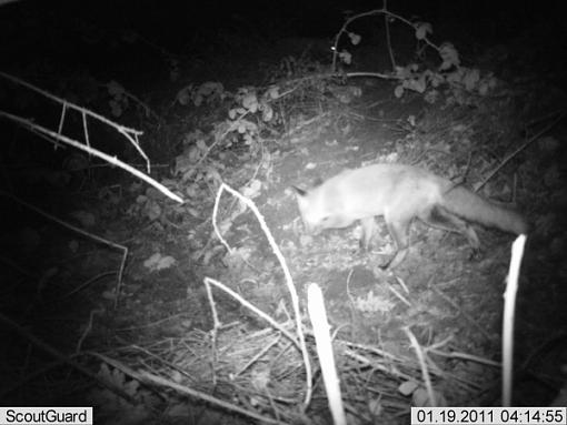 More camera trap pics....-imag0006fox.jpg