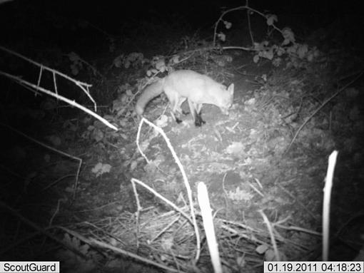 More camera trap pics....-imag0007fox.jpg