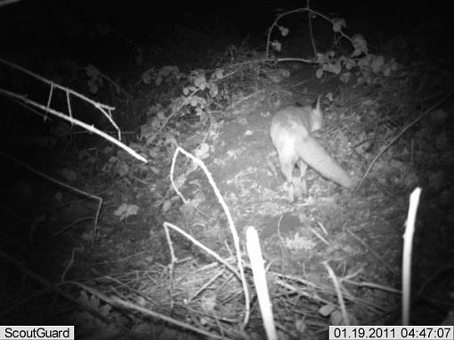 More camera trap pics....-imag0008fox.jpg