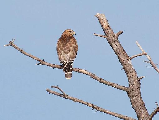 ...... hawk?-csc_0220-1.jpg