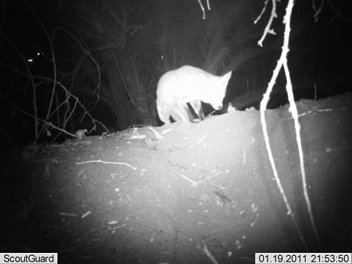 More camera trap pics....-imag0006fox-badger.jpg