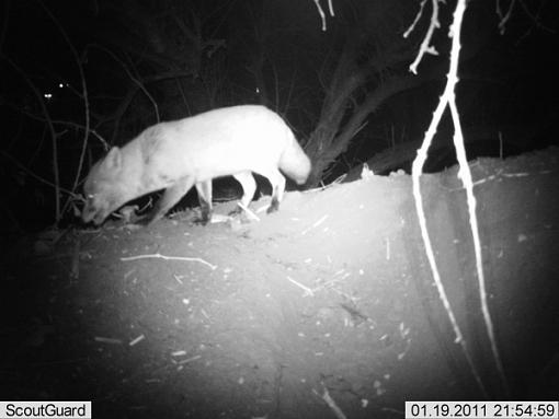 More camera trap pics....-imag0007fox-badger.jpg