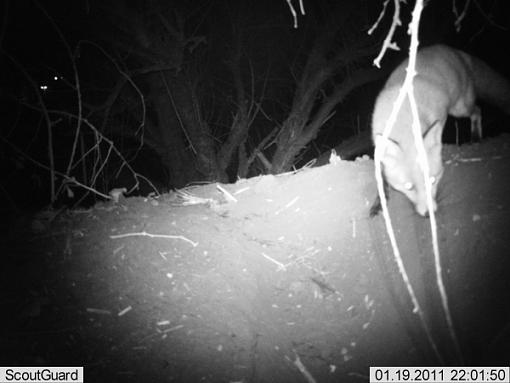 More camera trap pics....-imag0009fox-badger.jpg