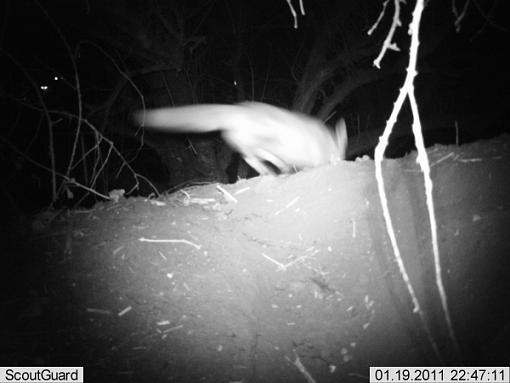 More camera trap pics....-imag0011fox-badger.jpg