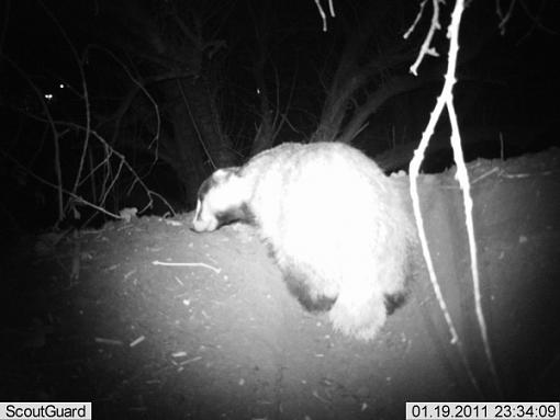 More camera trap pics....-imag0013fox-badger.jpg