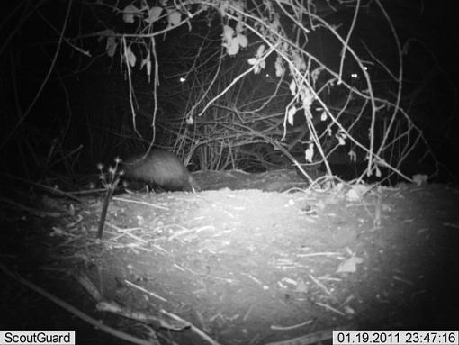 More camera trap pics....-imag0017fox-badger.jpg