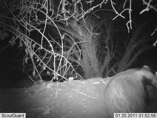 More camera trap pics....-imag0019fox-badger.jpg