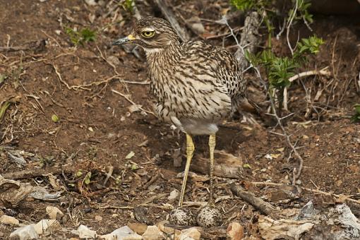 Nesting dangerously-spttd-th-knee-addo-_dsc9456.jpg