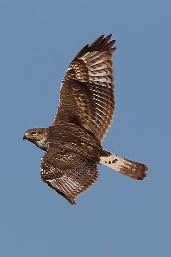 Ferruginous Hawk-ferruginous-hawk1.jpg