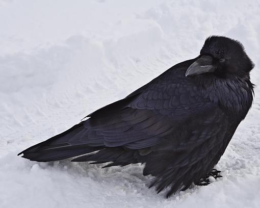 Raven in the snow-raven.jpg