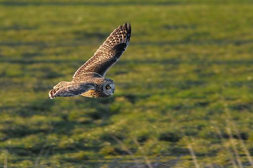 Short-eared Owl in flight-short-eared-owl-flight-3347-revi.jpg