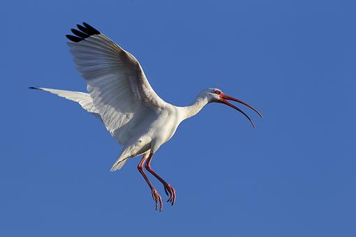 More birds-white-ibis2.jpg