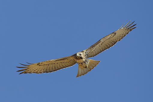 More birds-red-tailed-hawk39.jpg