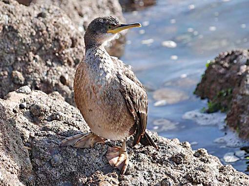 Juvenile Shag - Phalacrocorax aristotelis-dsc_0193.jpg