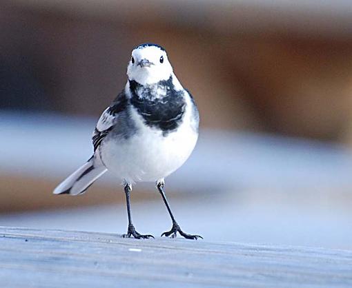 Pied Wagtail - Motacilla alba-dsc_0226.jpg