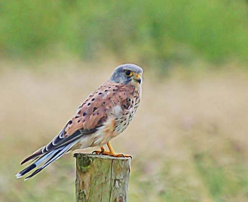 Kestrel - Falco tinnunculus-kestrel-falco-tinnunculus-dsc_0214.jpg