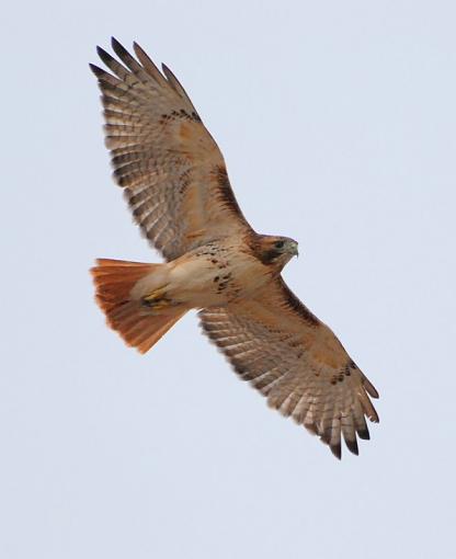 red tail...-dsc_0030-1.jpg