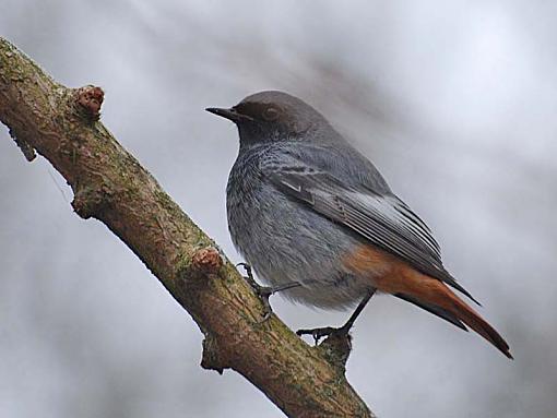 Black Redstart - Phoenicurus ochruros-dsc_0149.jpg