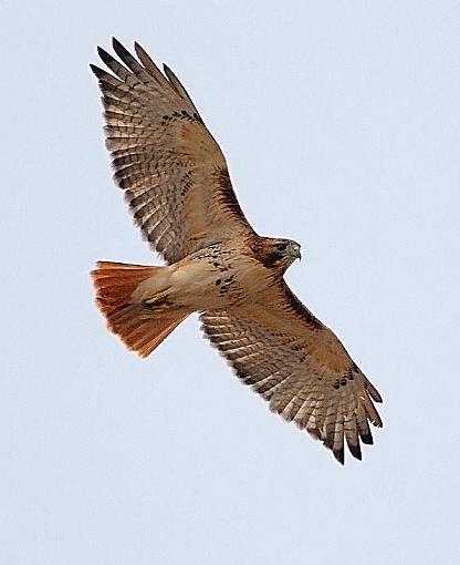 red tail...-dsc_0030-1-copy.jpg