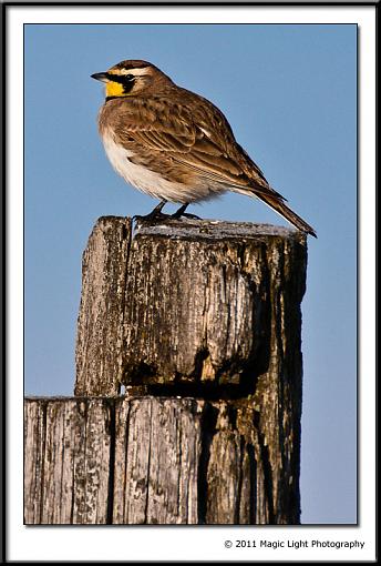 WINTER 2011 Bird ID-_mg_1437.jpg