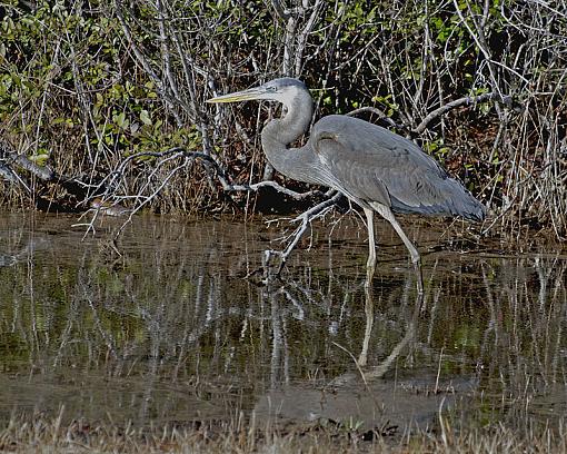 Great Blue Heron-_dsc2735.jpg