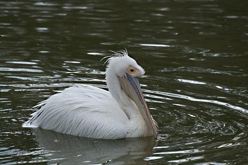 My white pelican shots, Jeff-_dsc2918.jpg