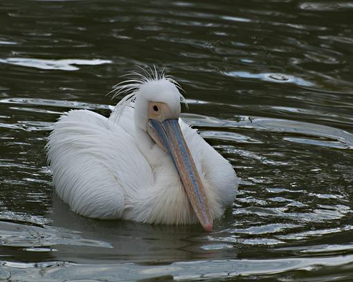 My white pelican shots, Jeff-_dsc2919.jpg