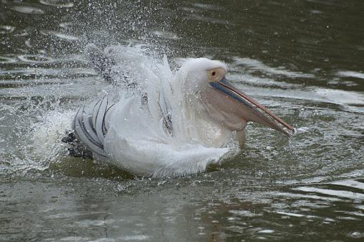 My white pelican shots, Jeff-_dsc2909.jpg