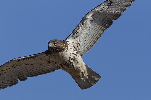 More hawks-red-tailed-hawk36.jpg