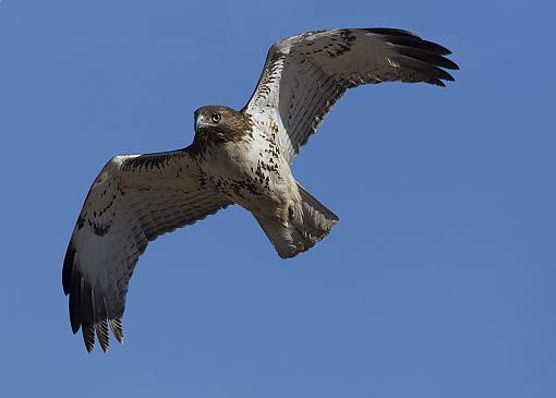 More hawks-red-tailed-hawk37.jpg