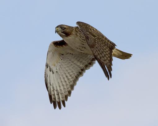 More hawks-red-tailed-hawk29.jpg