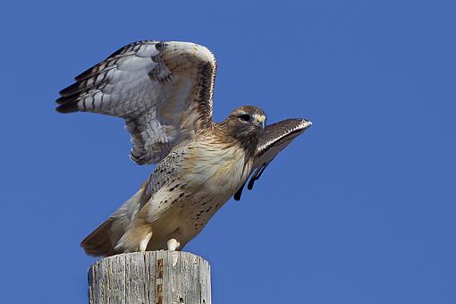 More hawks-red-tailed-hawk33.jpg