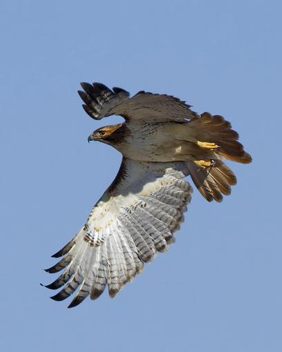 More hawks-red-tailed-hawk17.jpg