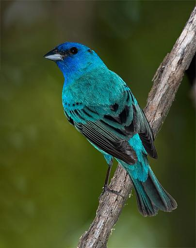 More birds-indigo-bunting7.jpg