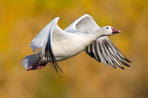 More birds-snow-goose1a.jpg