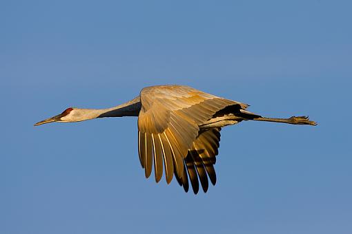 More birds-sandhill1a.jpg