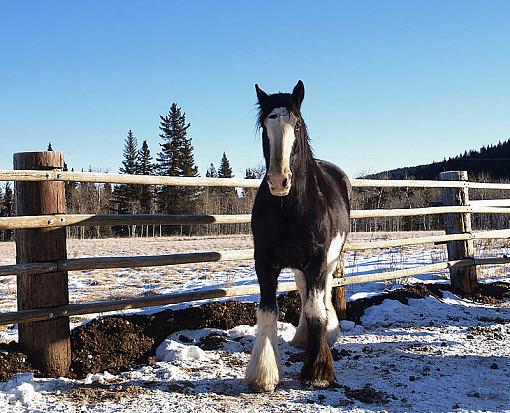 Clydesdale-clydesdale_edit.jpg